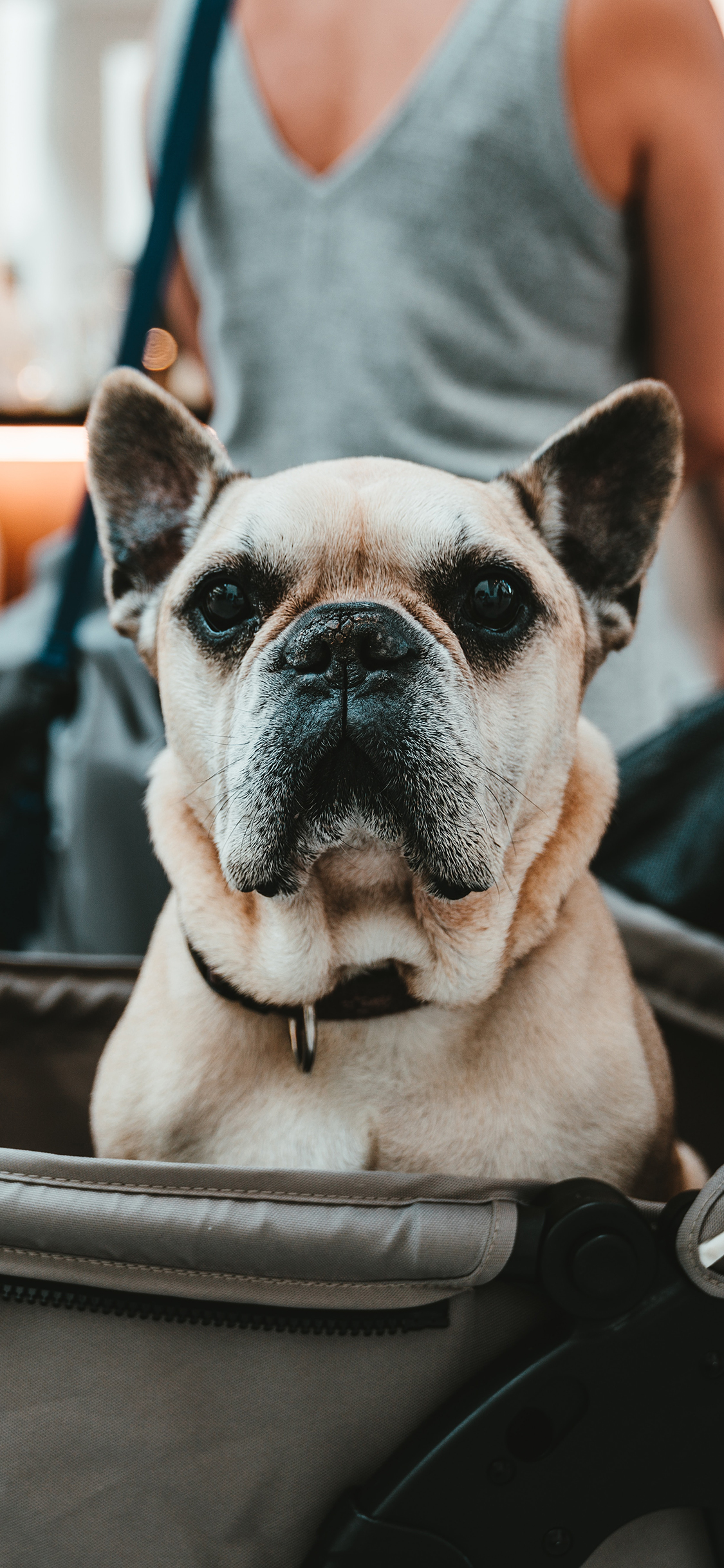 [2436×1125]推车 宠物狗 法斗犬 汪星人 苹果手机壁纸图片