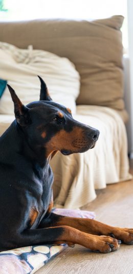 [2436x1125]插曲 猎犬 杜宾 卧室 苹果手机壁纸图片