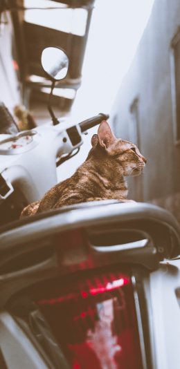 [2436x1125]摩托车 喵星人 猫咪 橘猫 苹果手机壁纸图片