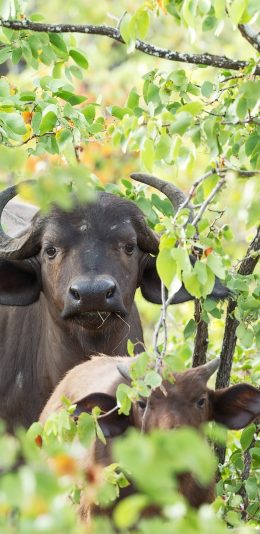 [2436x1125]放牧 树枝 牛 牲畜 饲养 苹果手机壁纸图片