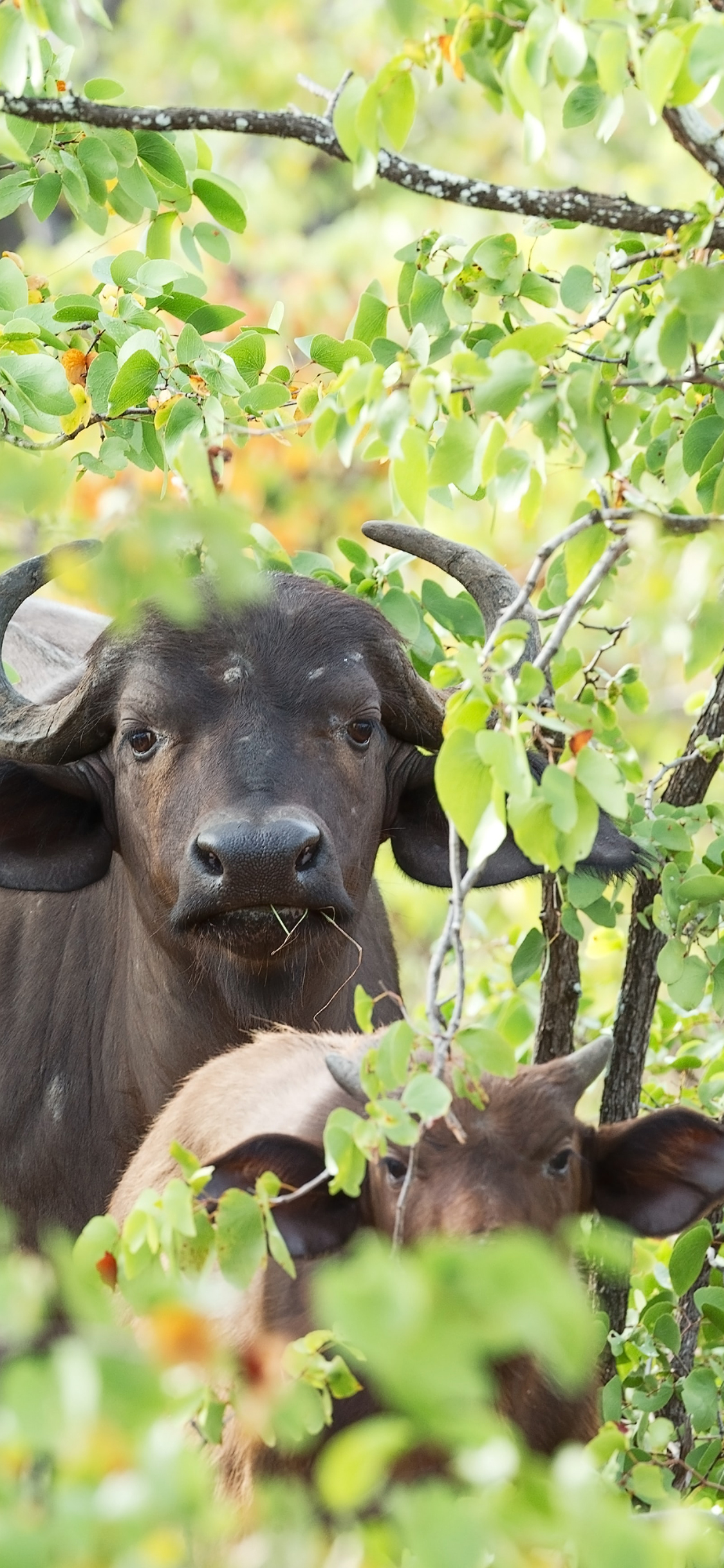 [2436×1125]放牧 树枝 牛 牲畜 饲养 苹果手机壁纸图片