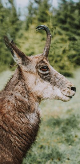 [2436x1125]放牧 羊 牲畜 草地 羊角 苹果手机壁纸图片