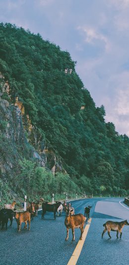 [2436x1125]放牧 道路 公路 羊群 山羊 苹果手机壁纸图片