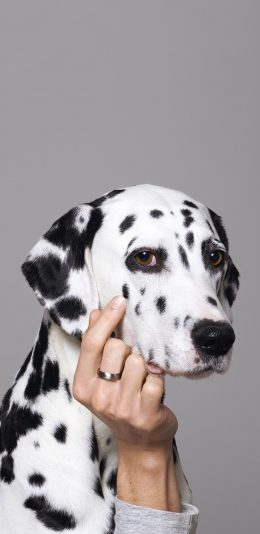 [2436x1125]斑点狗 汪星人 宠物 手 犬 苹果手机壁纸图片