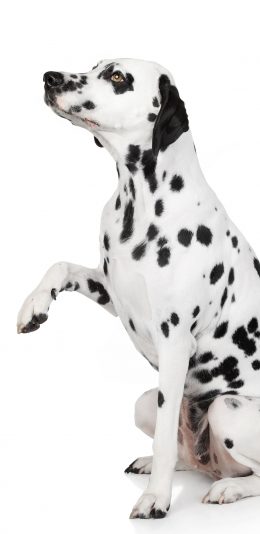 [2436x1125]斑点狗 犬 汪星人 宠物 苹果手机壁纸图片