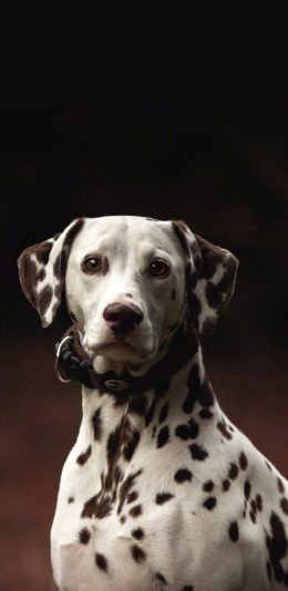 [2436x1125]斑点狗 黑白 犬 汪星人 宠物 苹果手机壁纸图片