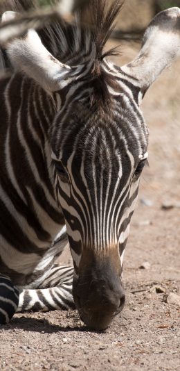 [2436x1125]斑马 卧地 斑纹 皮毛 野外 苹果手机壁纸图片
