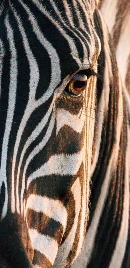 [2436x1125]斑马 头部 牲畜 条纹 苹果手机壁纸图片