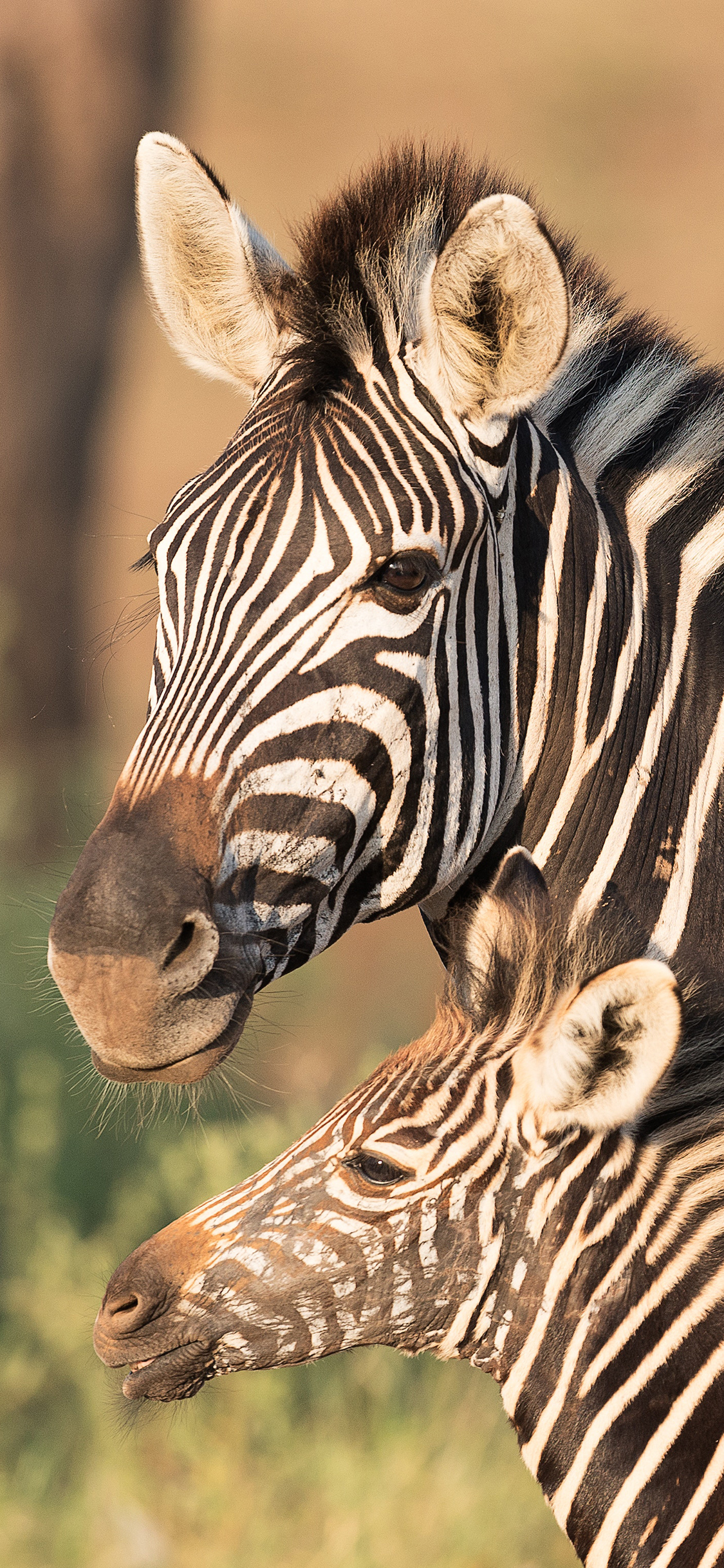 [2436×1125]斑马 幼仔 户外 野外 苹果手机壁纸图片