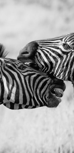 [2436x1125]斑马 条纹 黑白 野生 苹果手机壁纸图片