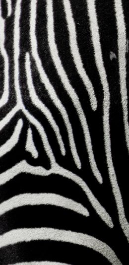 [2436x1125]斑马 毛皮 黑白 条纹 线条 苹果手机壁纸图片