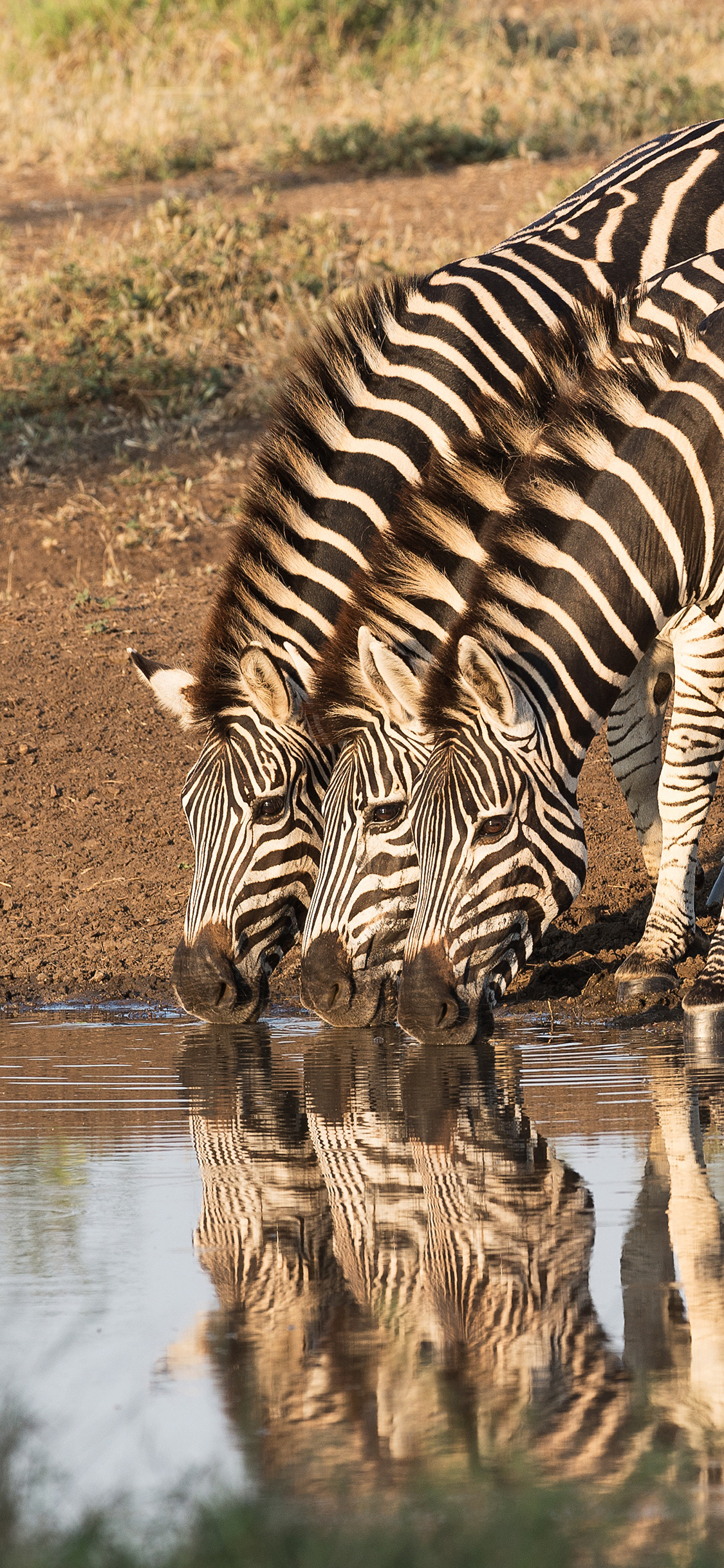 [2436×1125]斑马 河水 饮水 黑白斑纹 苹果手机壁纸图片