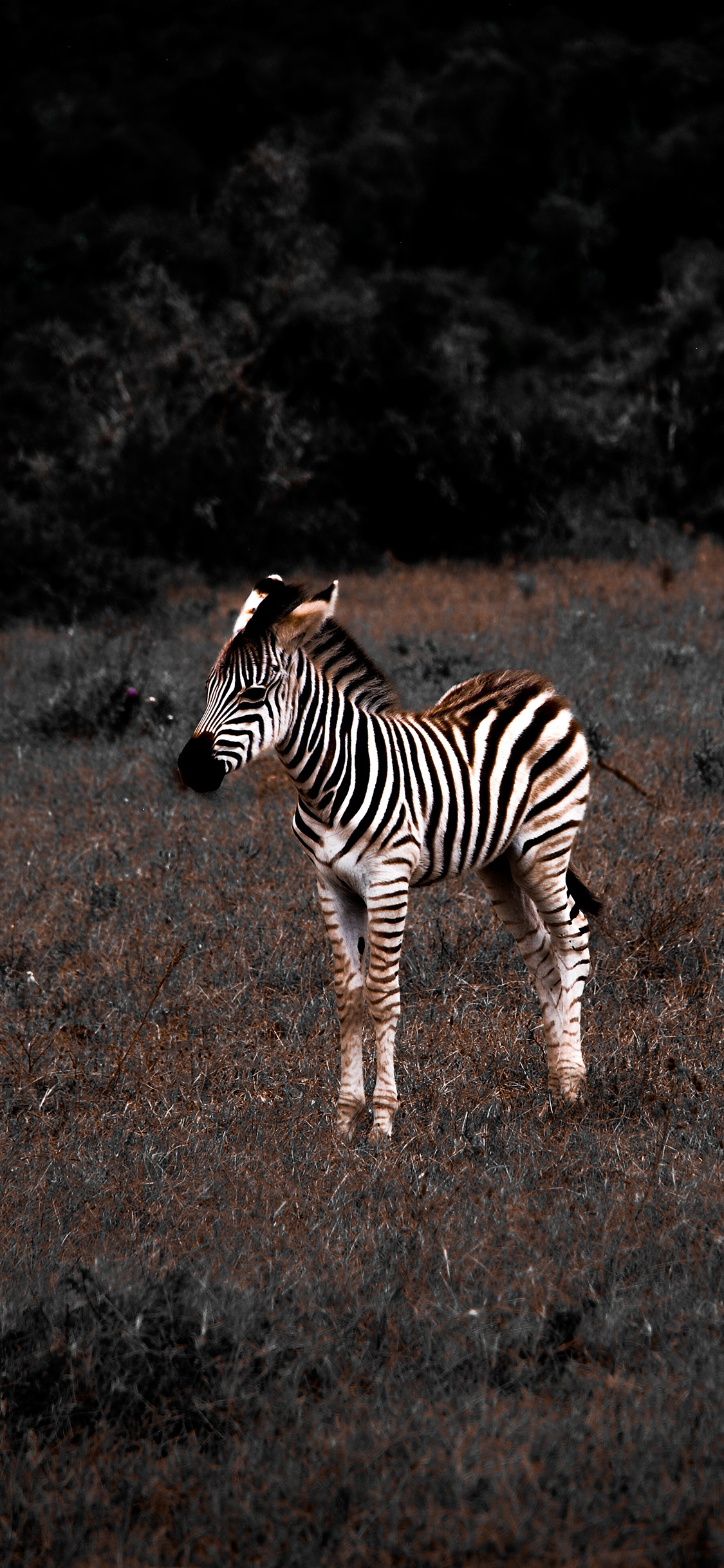 [2436×1125]斑马 牲畜 幼仔 草地 苹果手机壁纸图片