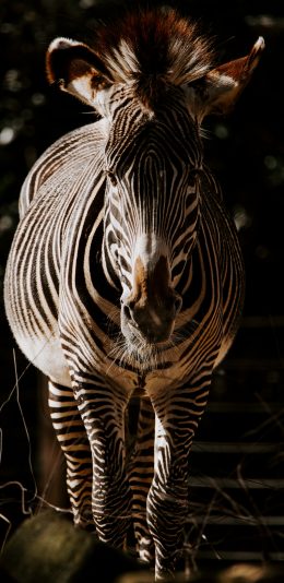[2436x1125]斑马 牲畜 条纹 苹果手机壁纸图片