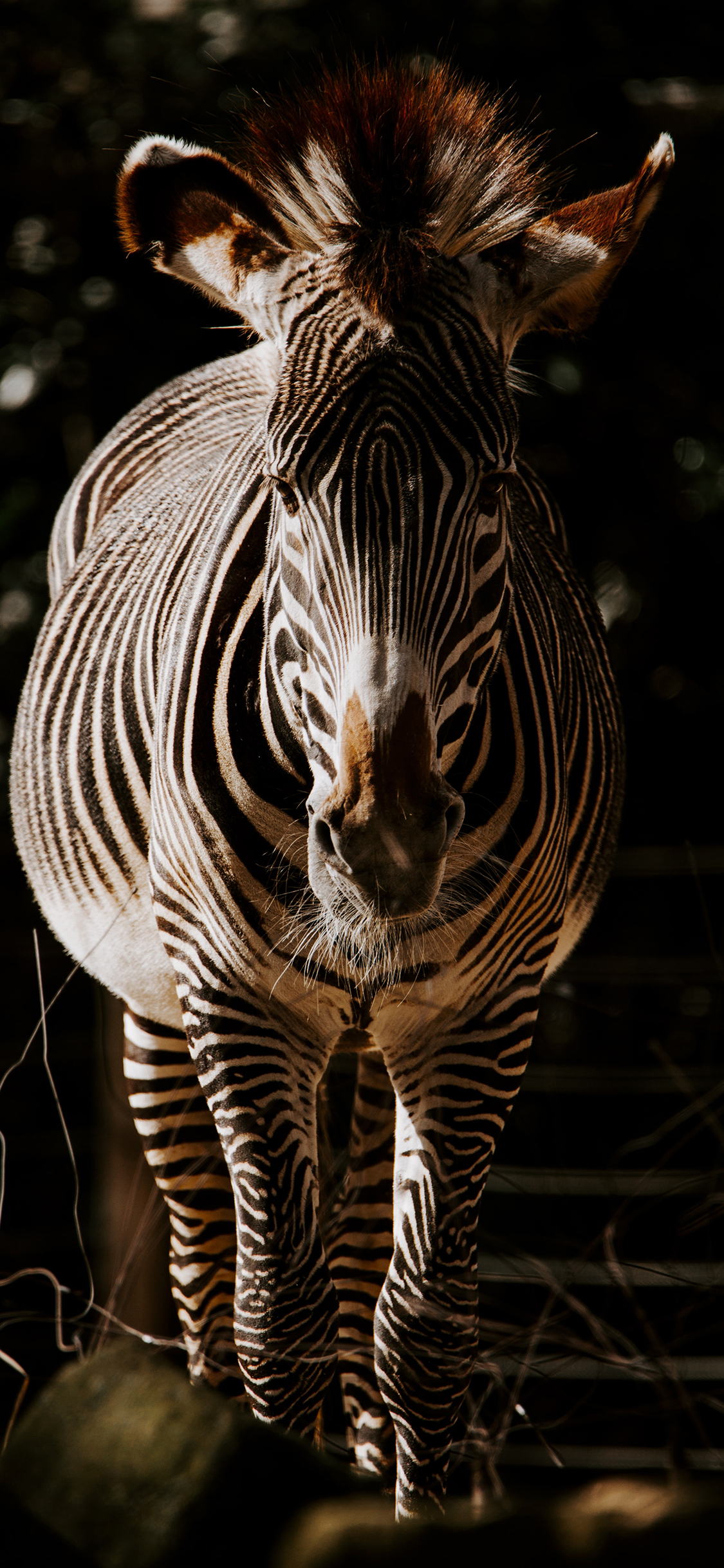 [2436×1125]斑马 牲畜 条纹 苹果手机壁纸图片