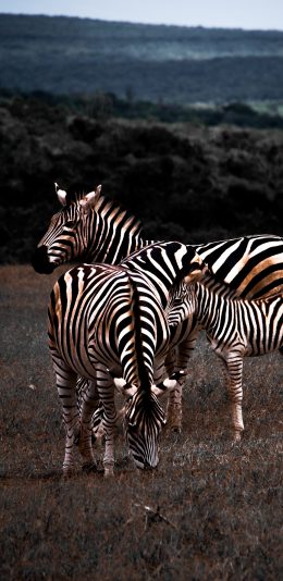 [2436x1125]斑马 牲畜 群居 草地 苹果手机壁纸图片