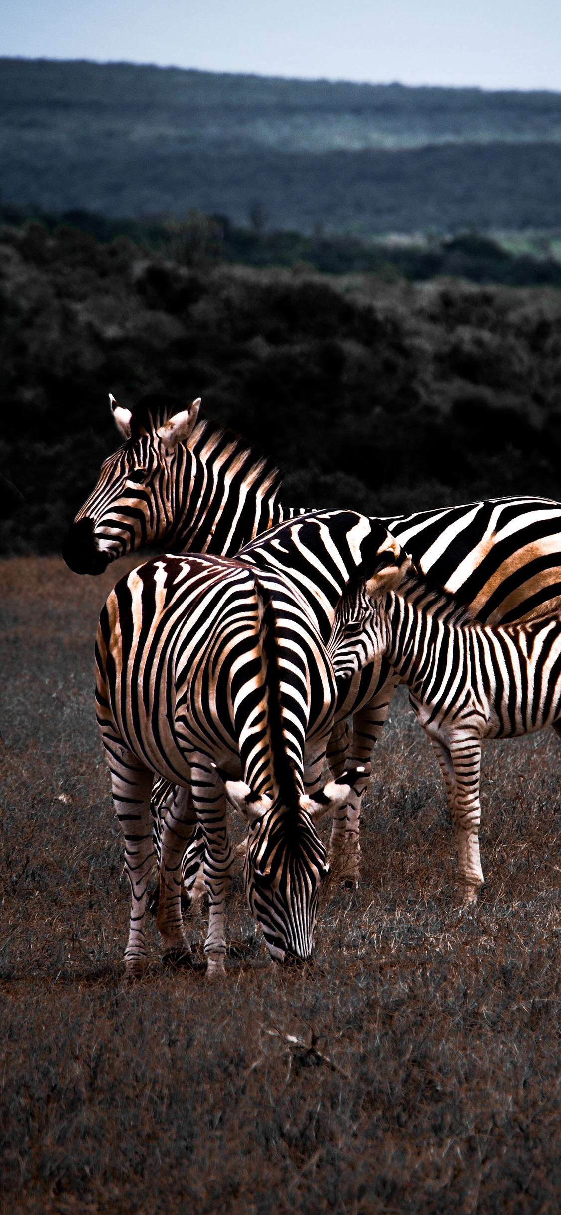 [2436×1125]斑马 牲畜 群居 草地 苹果手机壁纸图片