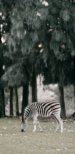 [2436x1125]斑马 牲畜 草地 树林 苹果手机壁纸图片