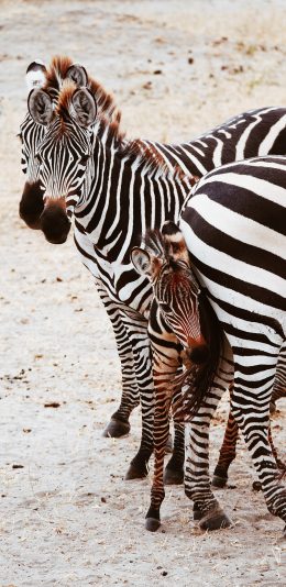 [2436x1125]斑马 牲畜 野外 群居 苹果手机壁纸图片