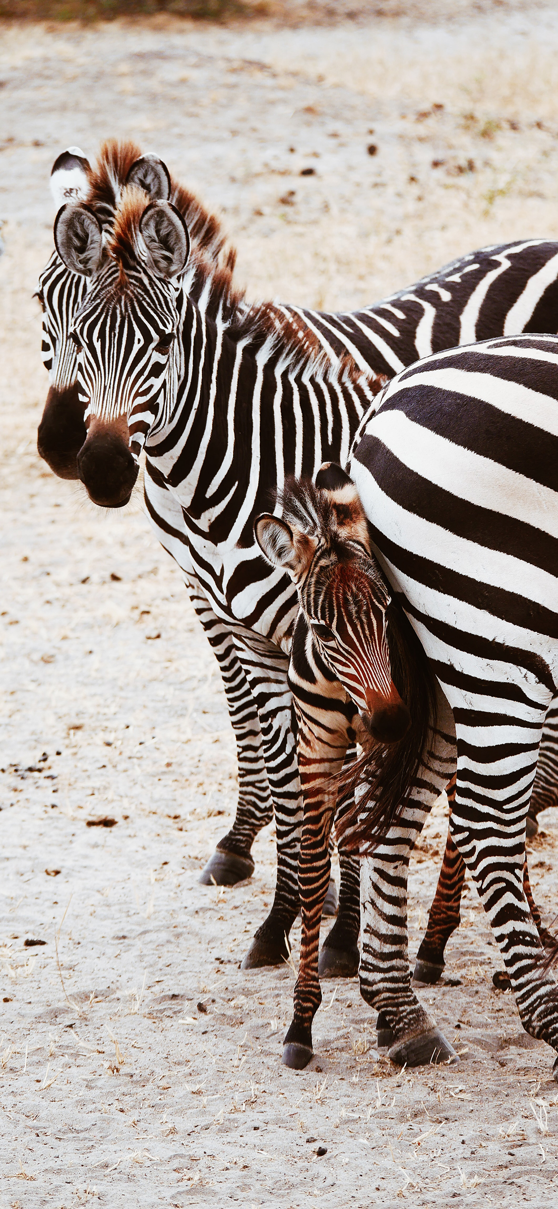 [2436×1125]斑马 牲畜 野外 群居 苹果手机壁纸图片