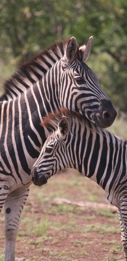 [2436x1125]斑马 纹路 野外  亲子 苹果手机壁纸图片