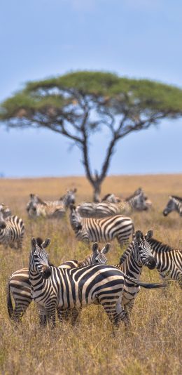 [2436x1125]斑马 群居 草原 牲畜 苹果手机壁纸图片