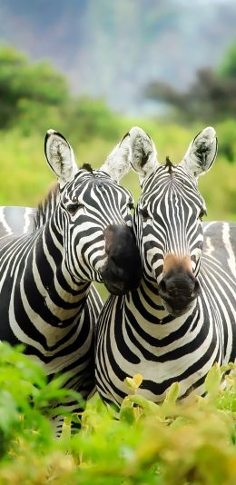 [2436x1125]斑马 群居 野外 灌木丛 苹果手机壁纸图片