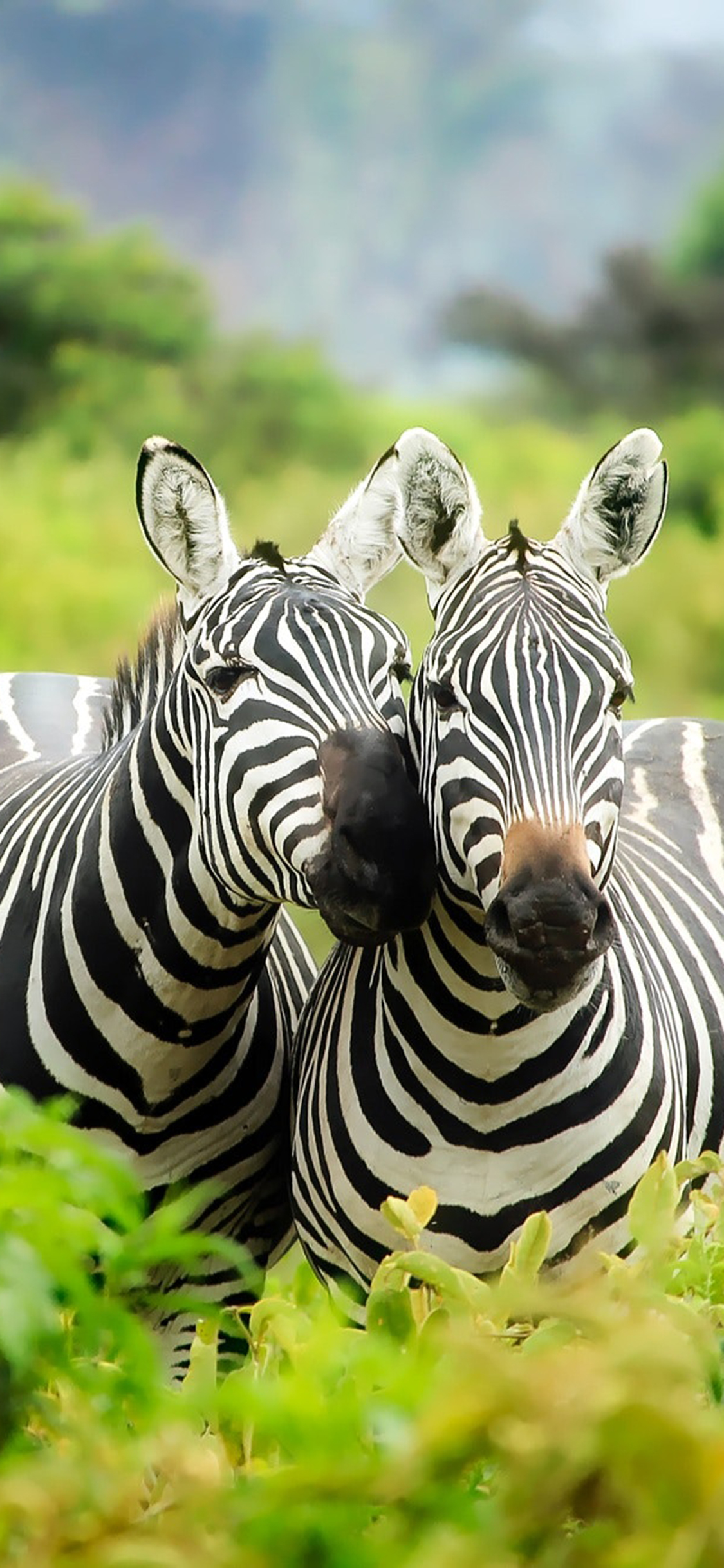 [2436×1125]斑马 群居 野外 灌木丛 苹果手机壁纸图片