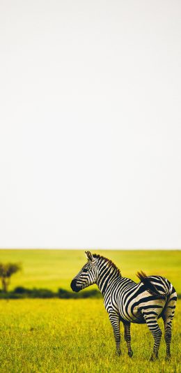 [2436x1125]斑马 草原 牲畜 野生 苹果手机壁纸图片