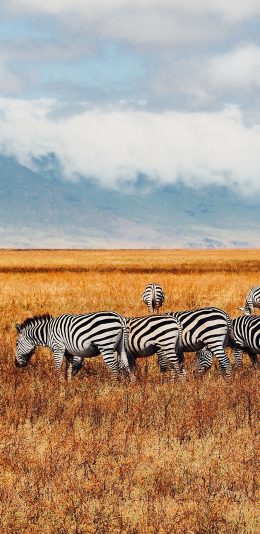 [2436x1125]斑马 草原 荒野 枯黄 苹果手机壁纸图片