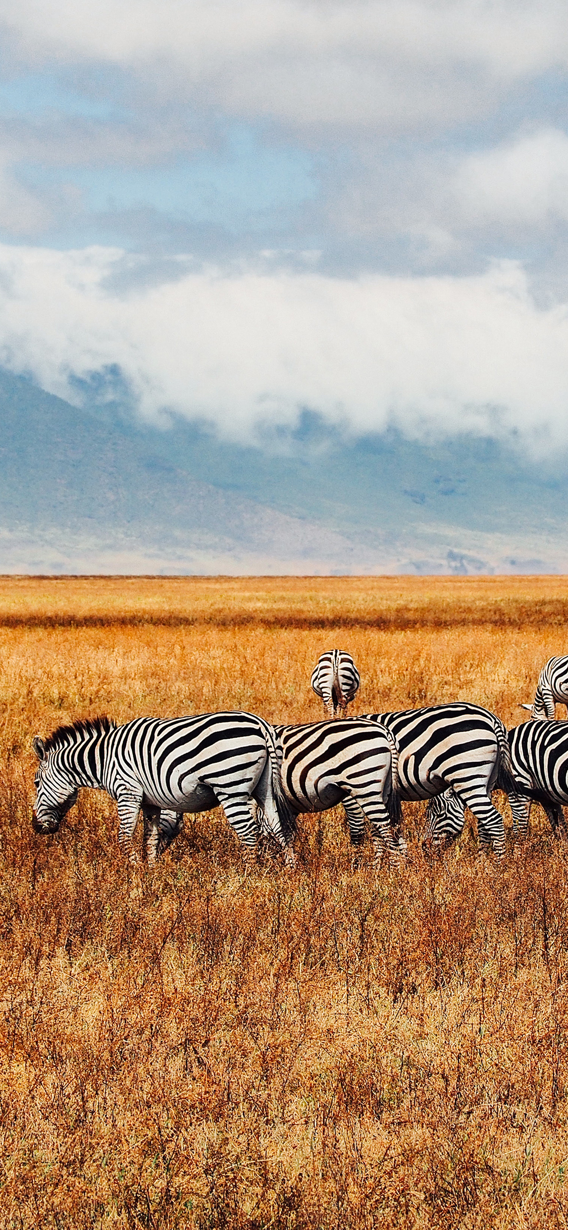 [2436×1125]斑马 草原 荒野 枯黄 苹果手机壁纸图片