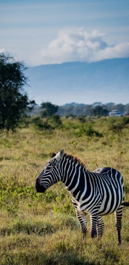 [2436x1125]斑马 草地 天空 野外 苹果手机壁纸图片