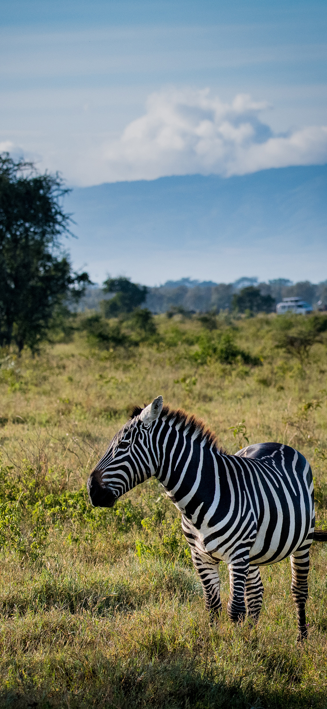 [2436×1125]斑马 草地 天空 野外 苹果手机壁纸图片