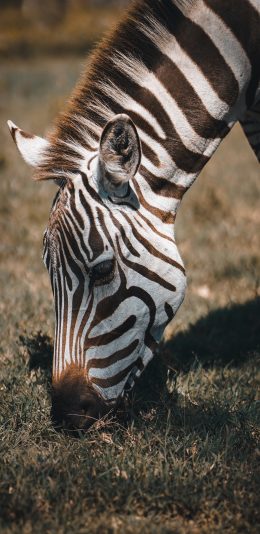 [2436x1125]斑马 草地 条纹 觅食 苹果手机壁纸图片