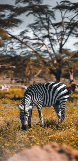 [2436x1125]斑马 草地 野外 条纹 苹果手机壁纸图片