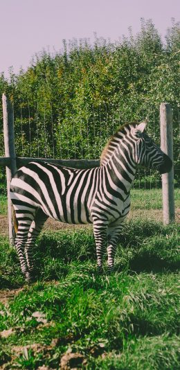 [2436x1125]斑马 草地 饲养 牲畜 苹果手机壁纸图片