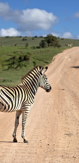 [2436x1125]斑马 道路 草原  野外 苹果手机壁纸图片