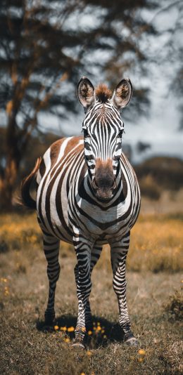 [2436x1125]斑马 野外  牲畜 纹理 苹果手机壁纸图片