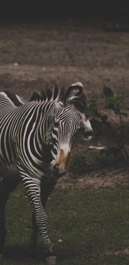 [2436x1125]斑马 野外  食草性 野生 苹果手机壁纸图片
