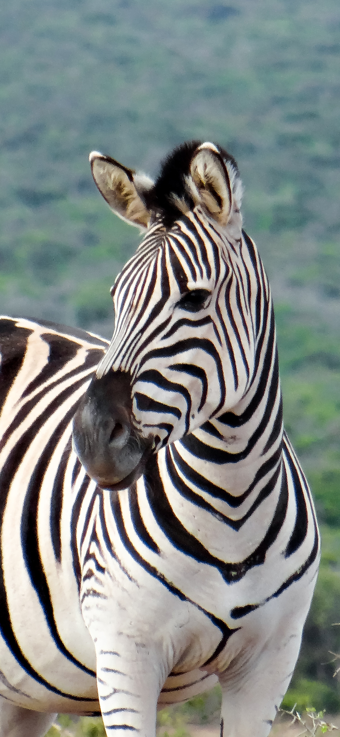 [2436×1125]斑马 野外 牲畜 马科 苹果手机壁纸图片