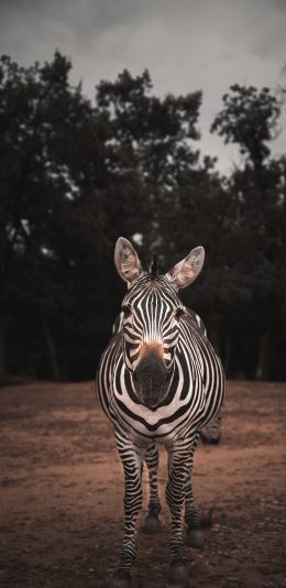 [2436x1125]斑马 野外 纹理 苹果手机壁纸图片