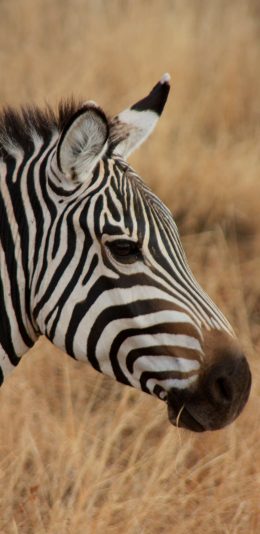 [2436x1125]斑马 野外 纹路 牲畜 苹果手机壁纸图片