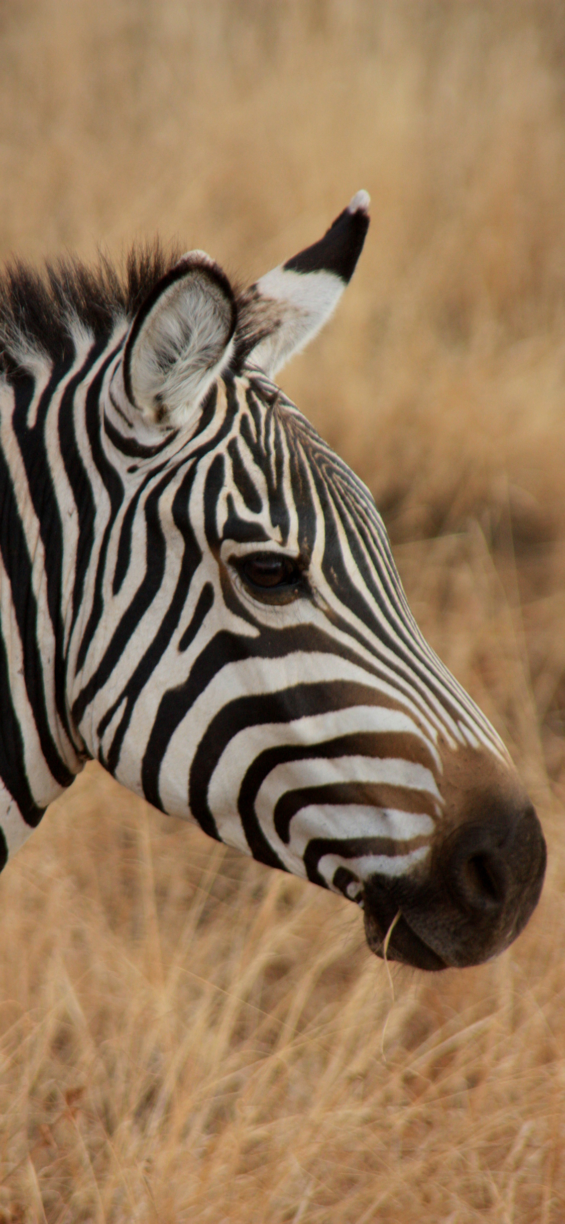 [2436×1125]斑马 野外 纹路 牲畜 苹果手机壁纸图片