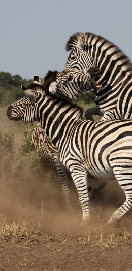[2436x1125]斑马 野外 群居 牲畜 苹果手机壁纸图片