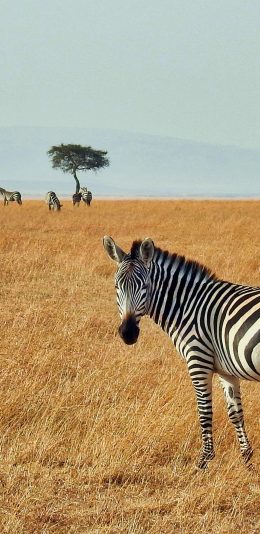 [2436x1125]斑马 野外 草地 广阔 苹果手机壁纸图片