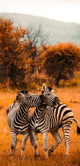 [2436x1125]斑马 野外 草地 枯黄 苹果手机壁纸图片