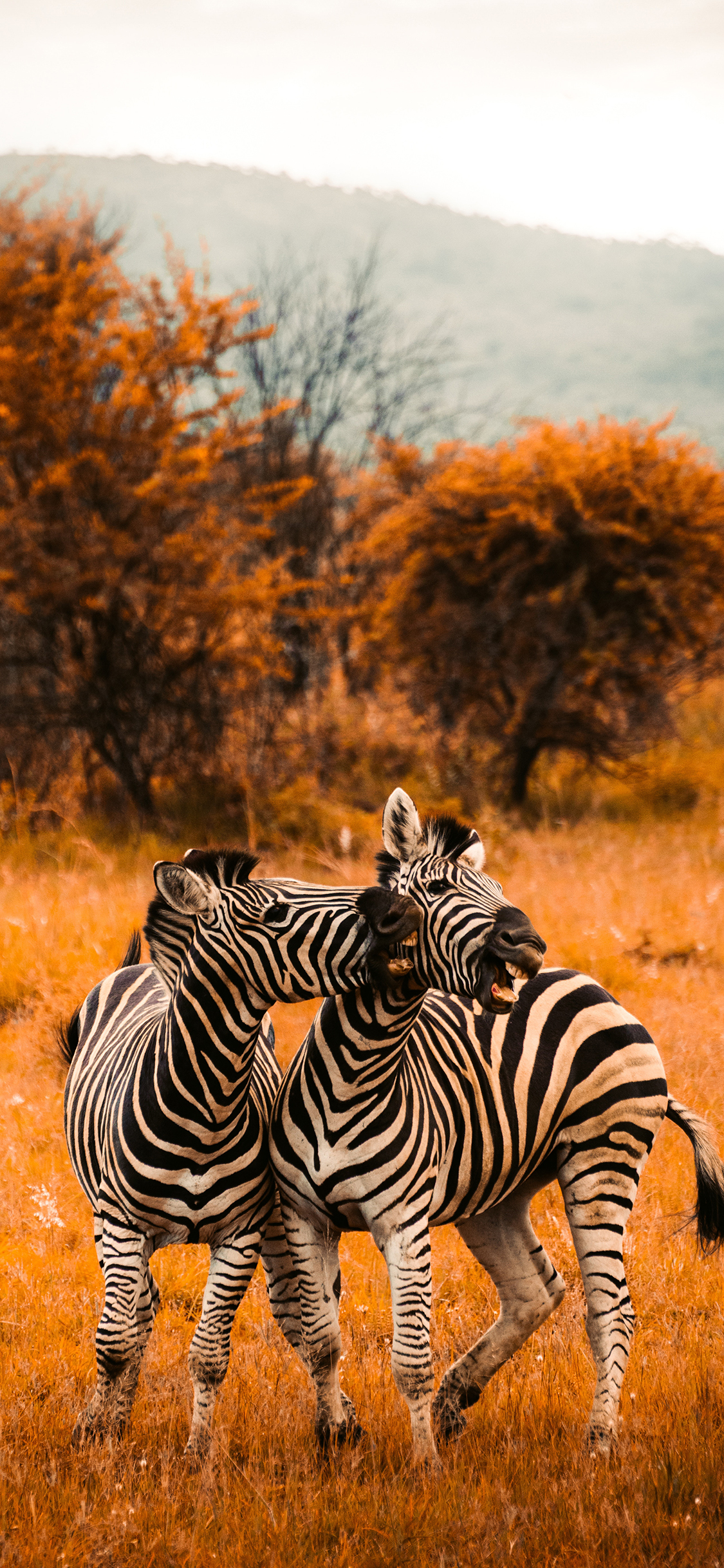 [2436×1125]斑马 野外 草地 枯黄 苹果手机壁纸图片
