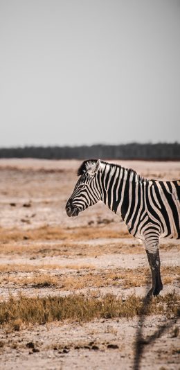 [2436x1125]斑马 野外 荒芜 牲畜 苹果手机壁纸图片