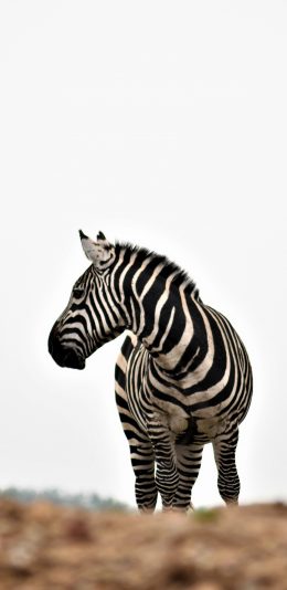 [2436x1125]斑马 野生 户外 牲畜 苹果手机壁纸图片