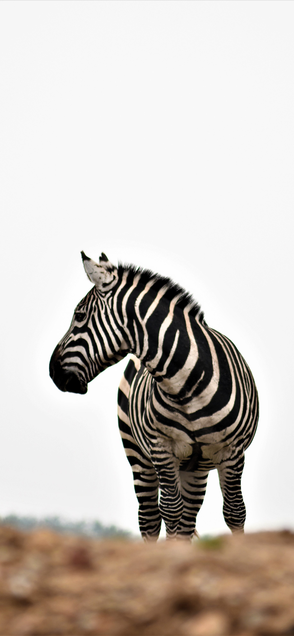 [2436×1125]斑马 野生 户外 牲畜 苹果手机壁纸图片